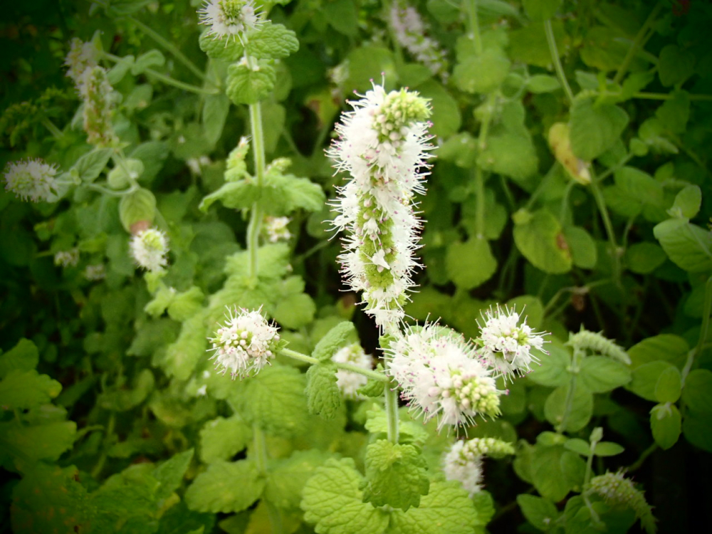 18851 / Mentha suaveolens 'Dordogne'